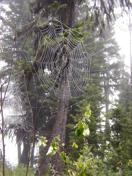 Spider Web. Photo by LibbyMT.com.