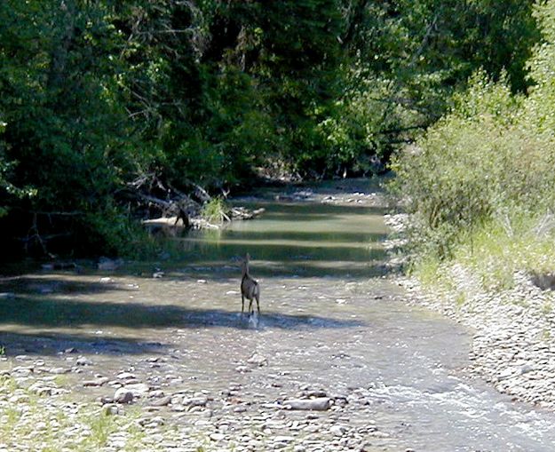 Stream Deer. Photo by LibbyMT.com.