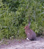 Bunny. Photo by LibbyMT.com.