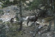 Big Horn Sheep. Photo by LibbyMT.com.