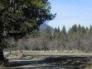 Sheep in orchard. Photo by LibbyMT.com.